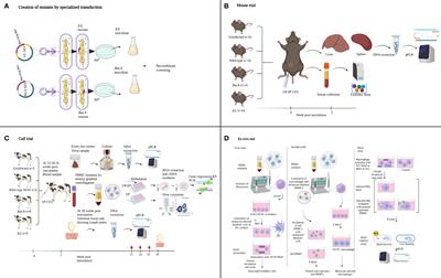 Evaluation of Mycobacterium avium subsp. paratuberculosis isocitrate lyase (IcL) and ABC transporter (BacA) knockout mutants as vaccine candidates